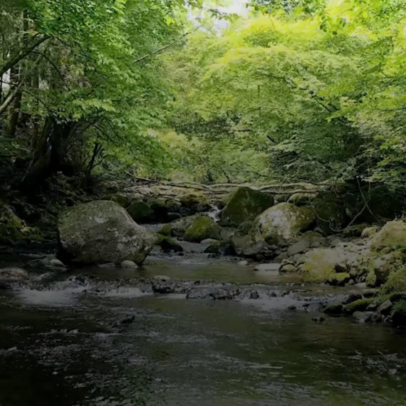 A river running through a forest.