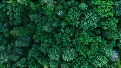 Aerial view of a lush, green forest