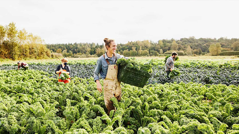 Farmers harvesting kale in a green field.