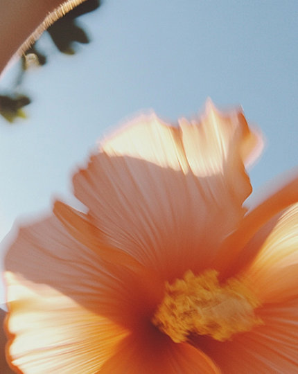 A slightly blurry flower with the sky in the background